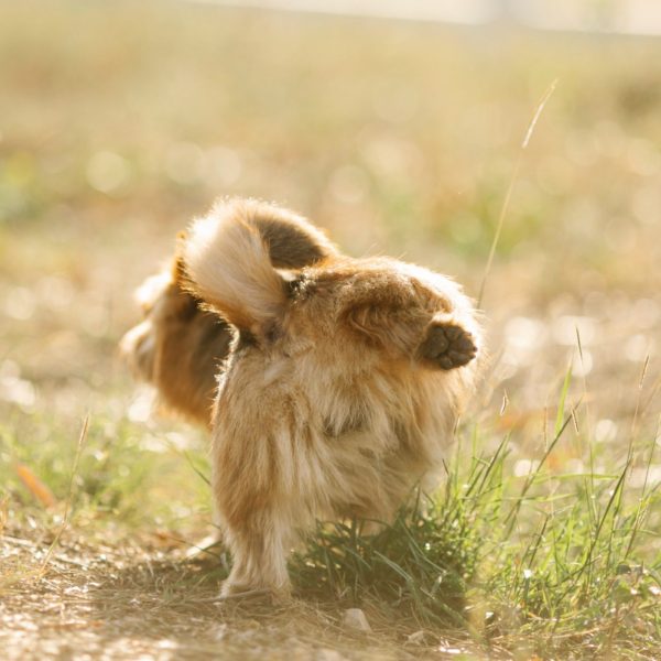 Urinary tract infection in dogs how to help a pup with bladder problems vetcarenews