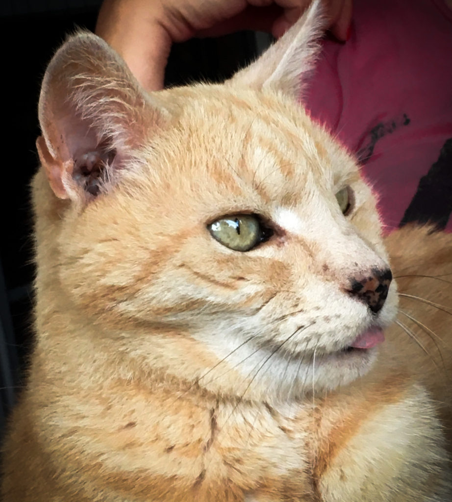 our senior cat Rusty