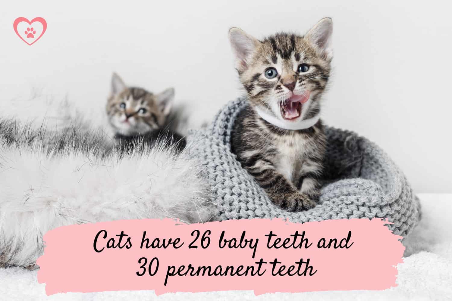 Cat dental care how to properly care for your cat's teeth vetcarenews