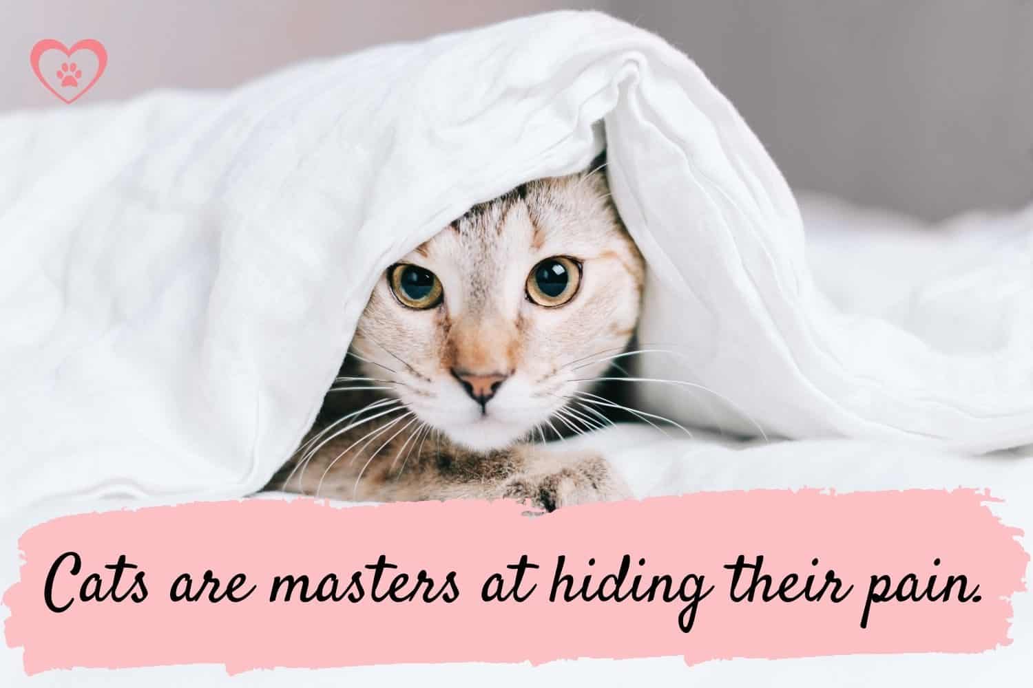 25 scientifically proven signs of pain in cats