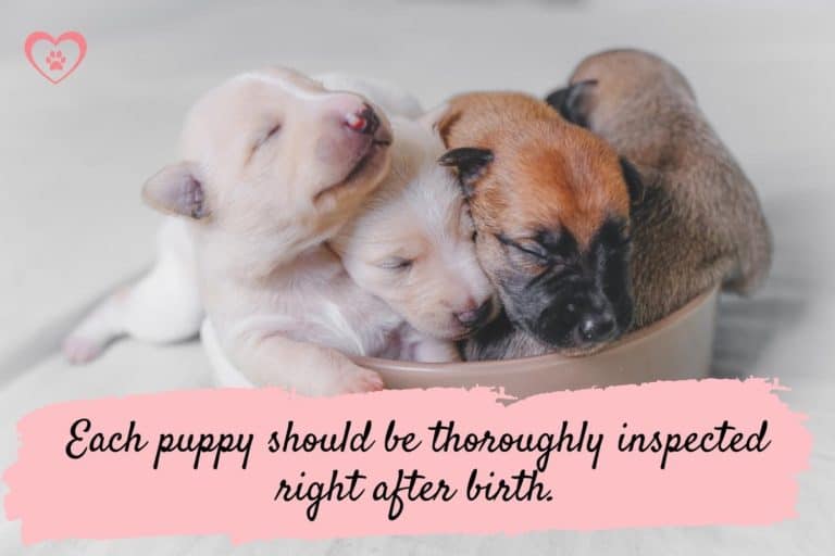 Cleft palate in dogs symptoms, treatment, and prevention vetcarenews