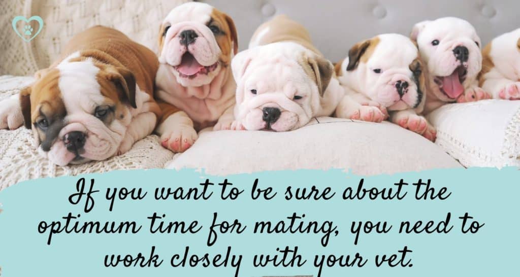 5 small bulldog puppies, text reads "if you want to be sure about the optimum time for mating, you need to work closely with your vet", dog heat cycle explained