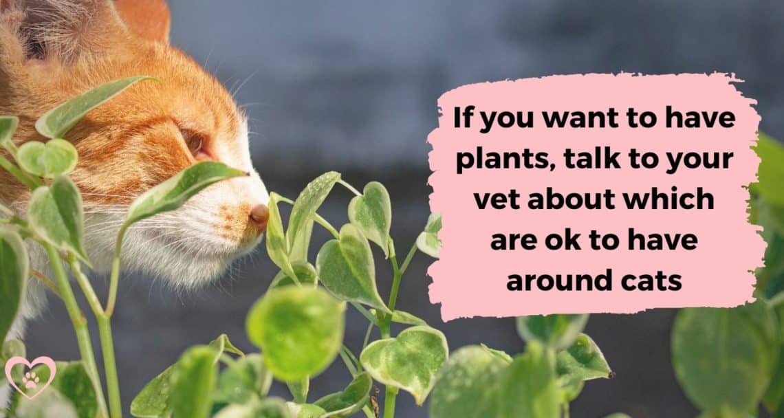 Causes of kitten diarrhea and when it's better to call a vet vetcarenews