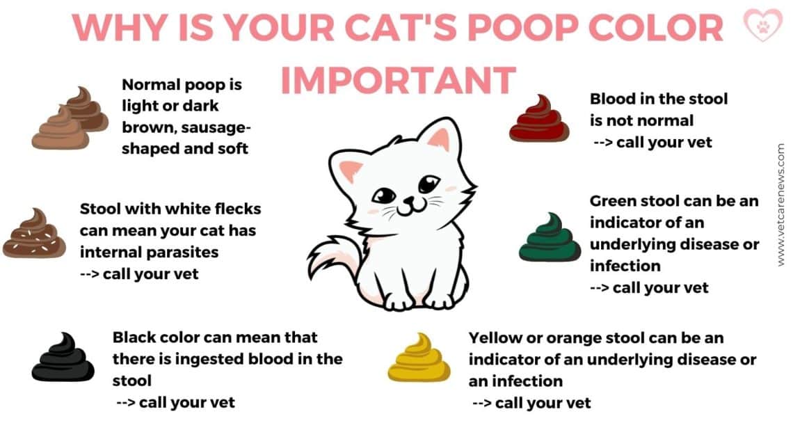 Causes of kitten diarrhea and when it's better to call a vet - vetcarenews