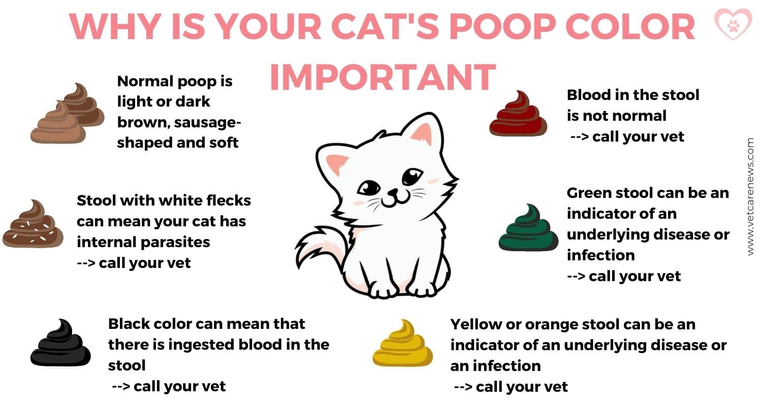 Unhealthy Cat Poop Chart Color, Consistency Causes