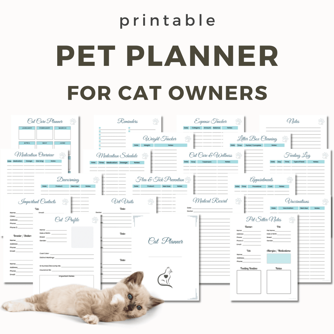 How to help a cat in heat a beginner's guide on female cat heat cycle