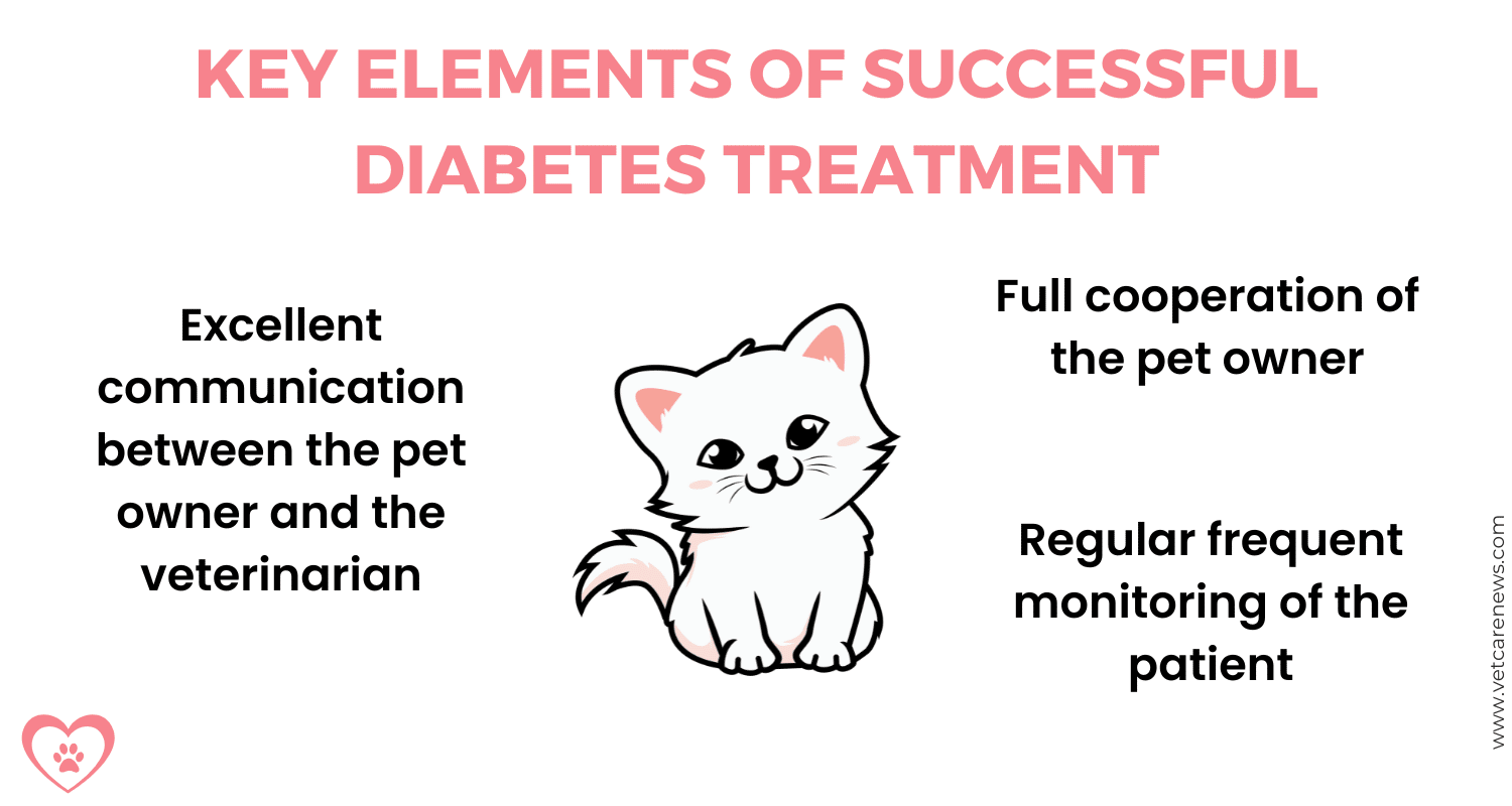 A vet's guide to diabetes in cats - vetcarenews