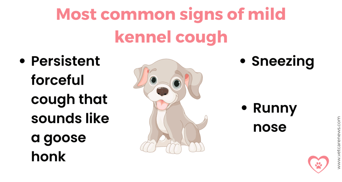 Dog owner guide to kennel cough and how to prevent it - vetcarenews