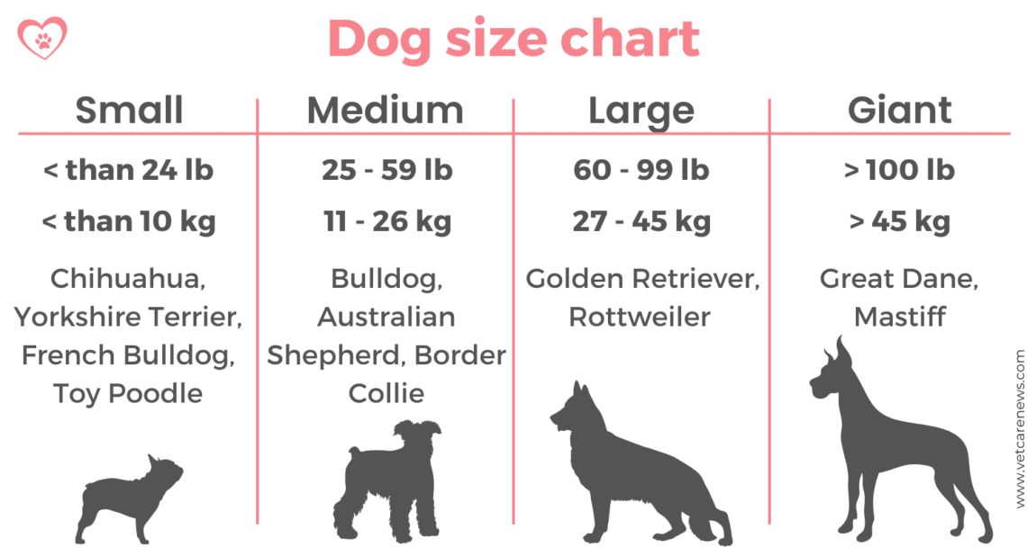 Is your dog small, medium, or large? The ultimate guide to dog sizes ...