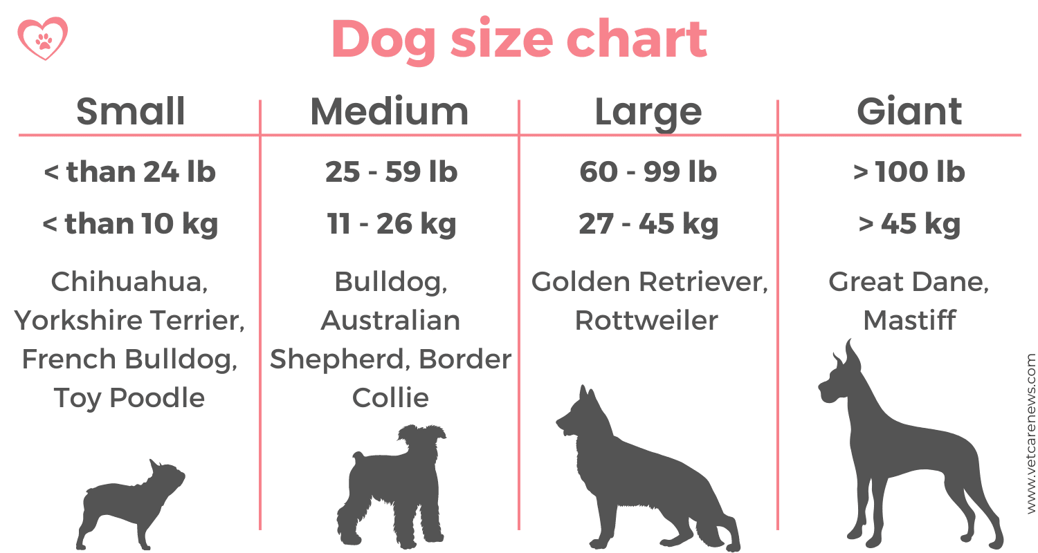 is a 60 pound dog big