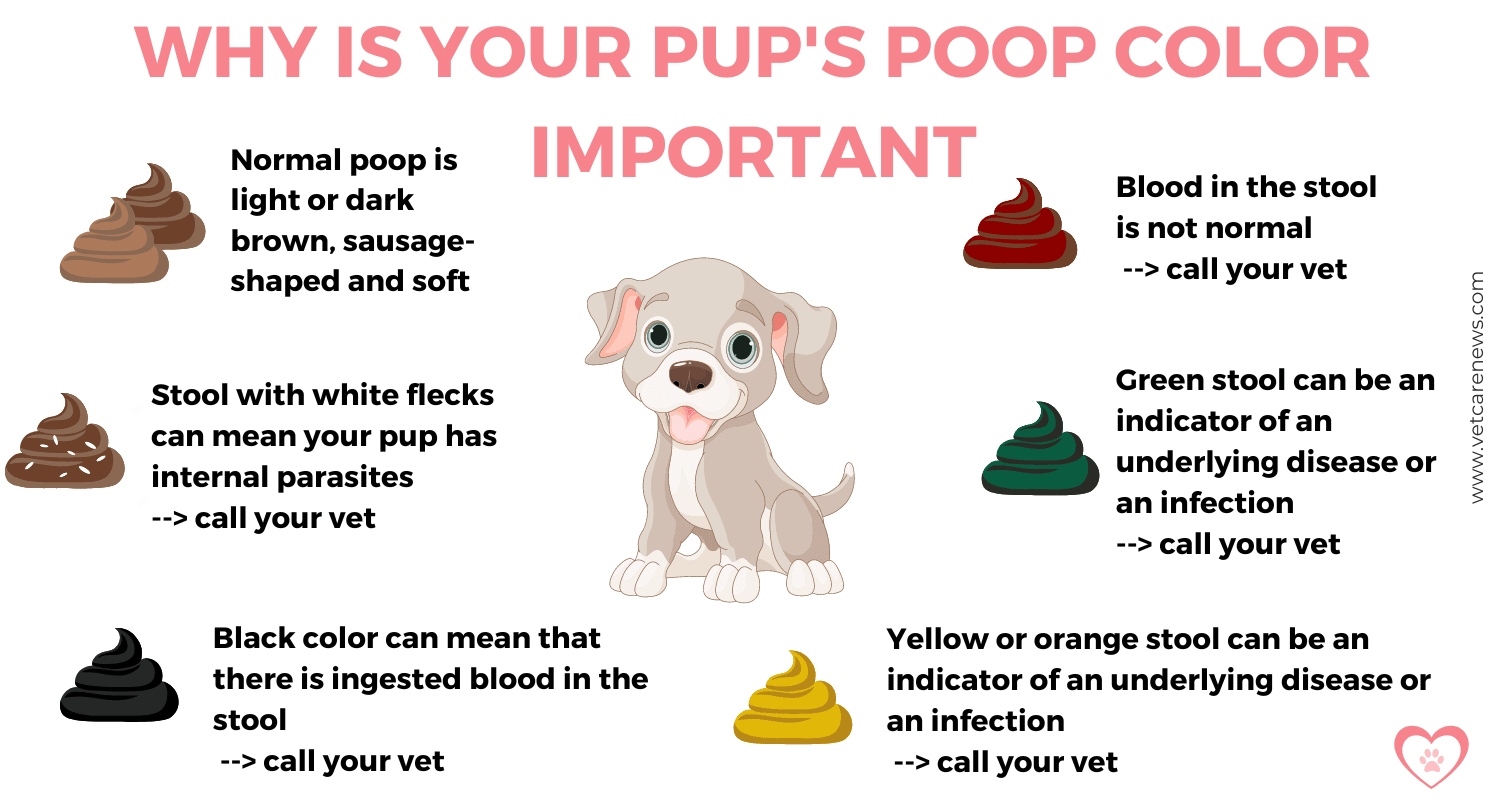 Puppy Diarrhea Dog Diarrhea Stool Color Chart Vetcarenews 