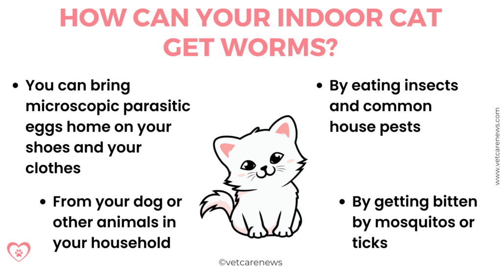 do indoor cats need deworming? How can an indoor cat get worms