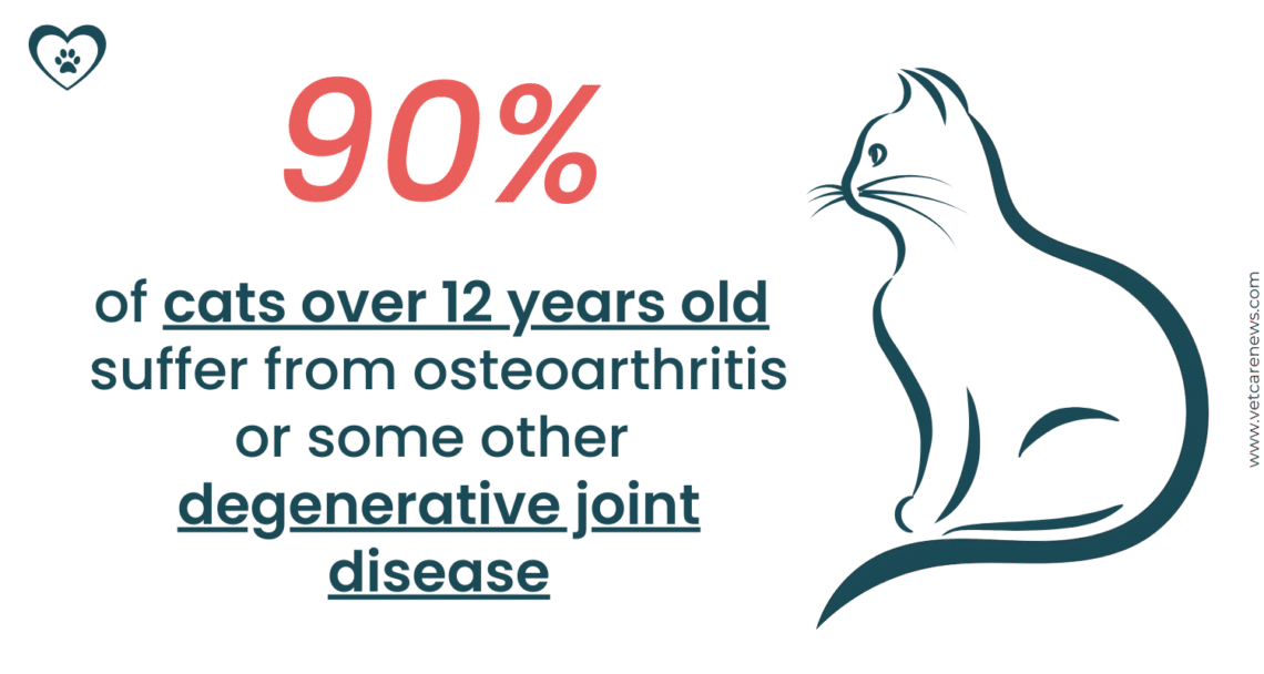 Image showcasing Osteoarthritis: the hidden suffering of older cats - vetcarenews