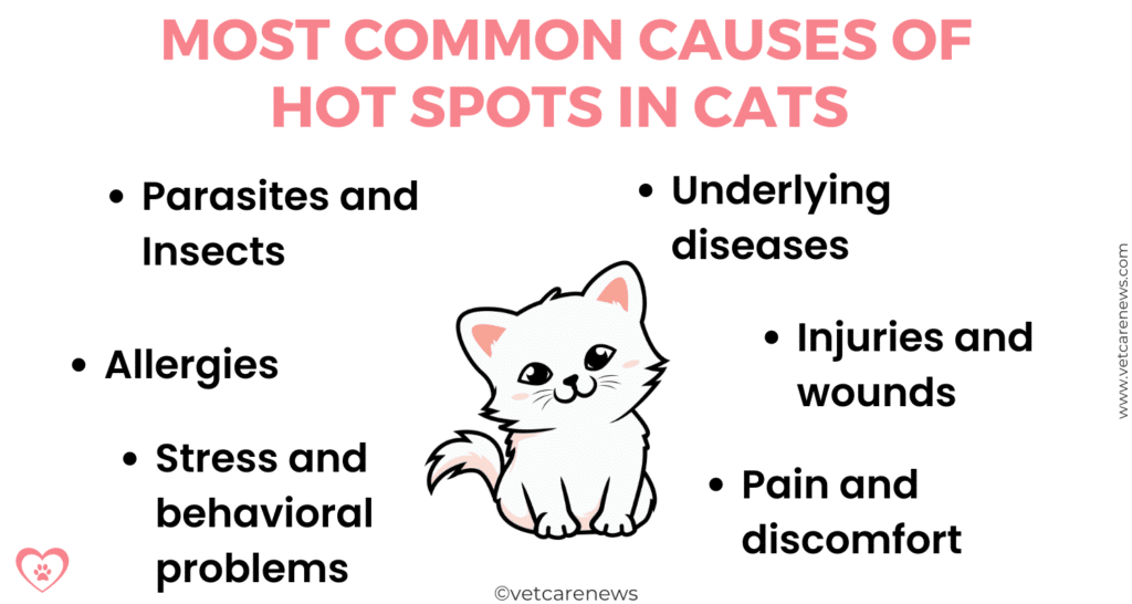 Why do cats get hot spots and how can you help vetcarenews