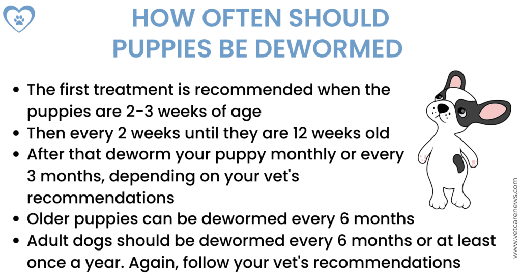 How Often Should Puppies Be Dewormed? Essential Puppy Deworming Guide ...