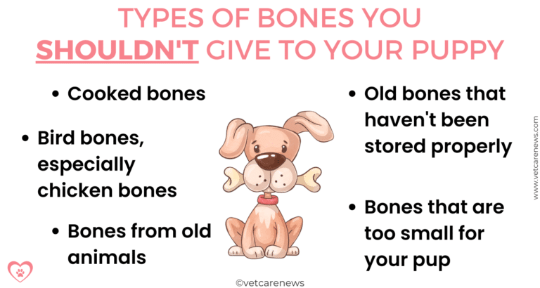 Is it safe to give my puppy a bone to chew on? - vetcarenews