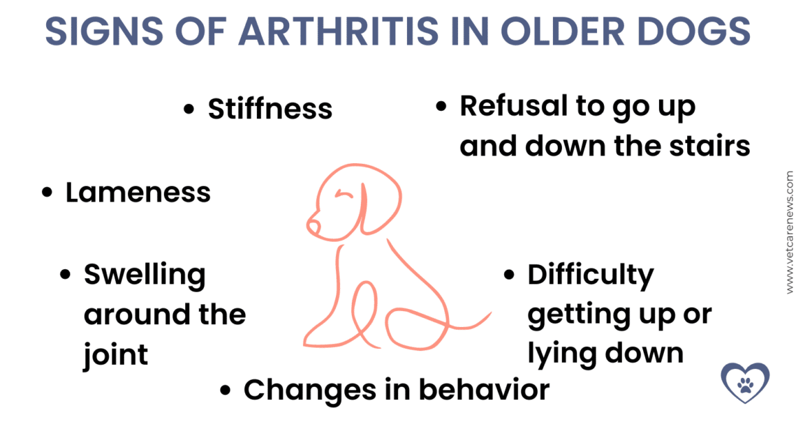 How to care for a senior dog with arthritis