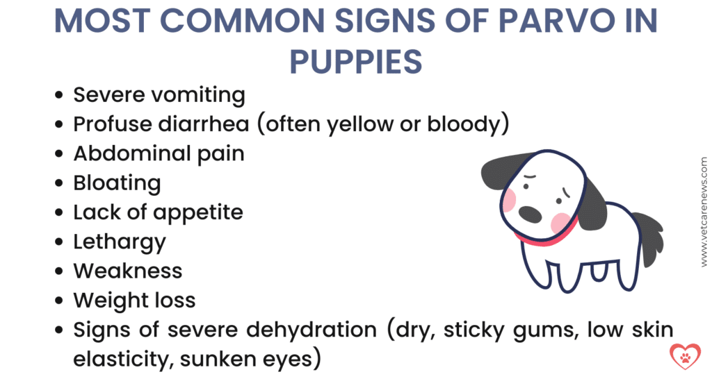 Will my puppy survive a Parvo infection?