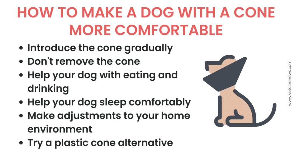 Does my dog need to sleep with a cone? 3 how to help a dog with collar cone