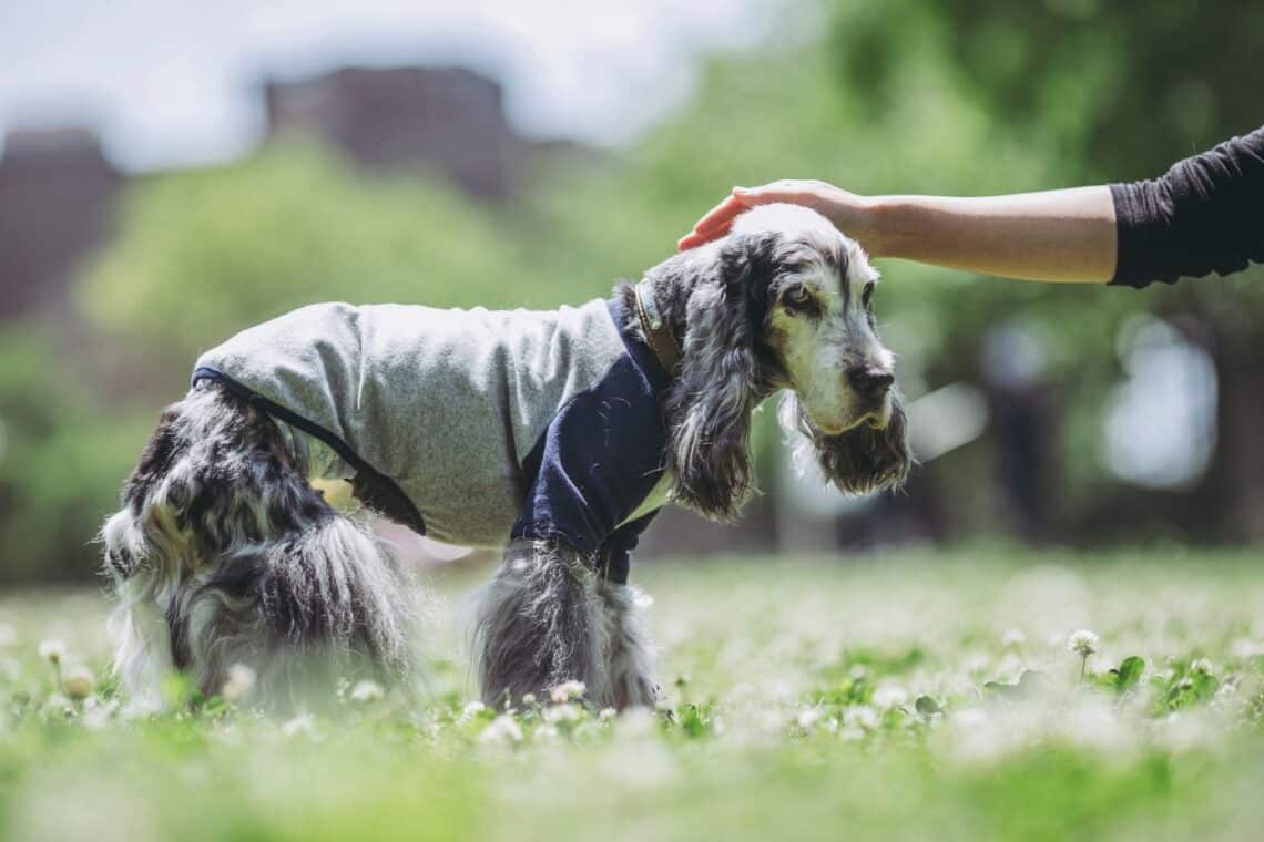 How to Care for a Senior Dog With Dementia - vetcarenews