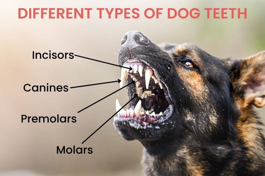 Signs of dental problems in dogs: how to recognize the silent signals 2 a close-up of a dog's mouth while he's barking, text reads "Different types of dog teeth" and arrows pointing to each tooth type (incisors, canines, premolars, molars)