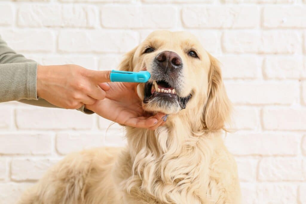 Signs of dental problems in dogs: how to recognize the silent signals 1 a hand using a toothbrush for dogs on a golden labrador