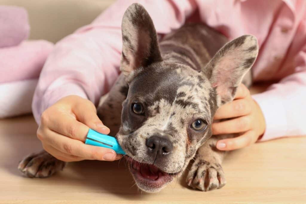 Signs of dental problems in dogs: how to recognize the silent signals 4 a hand using a toothbrush for dogs and cleaning a puppy's teeth