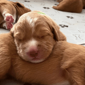 small newborn puppy lying on his siblings