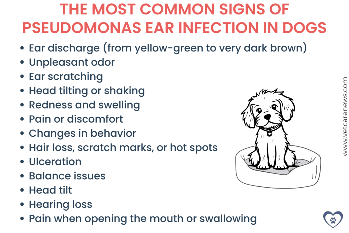 Curated visual reference: Picture Idea: Pseudomonas Ear Infection In Dogs Symptoms And Treatment