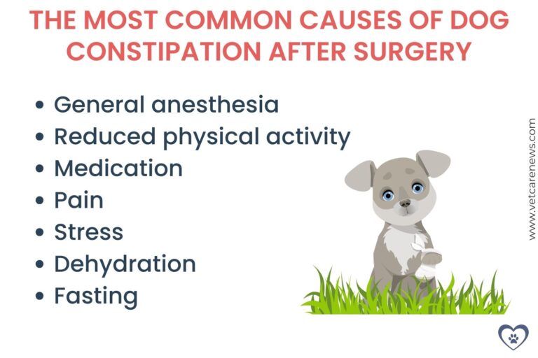 Surgery Induced Constipation In Dogs preview