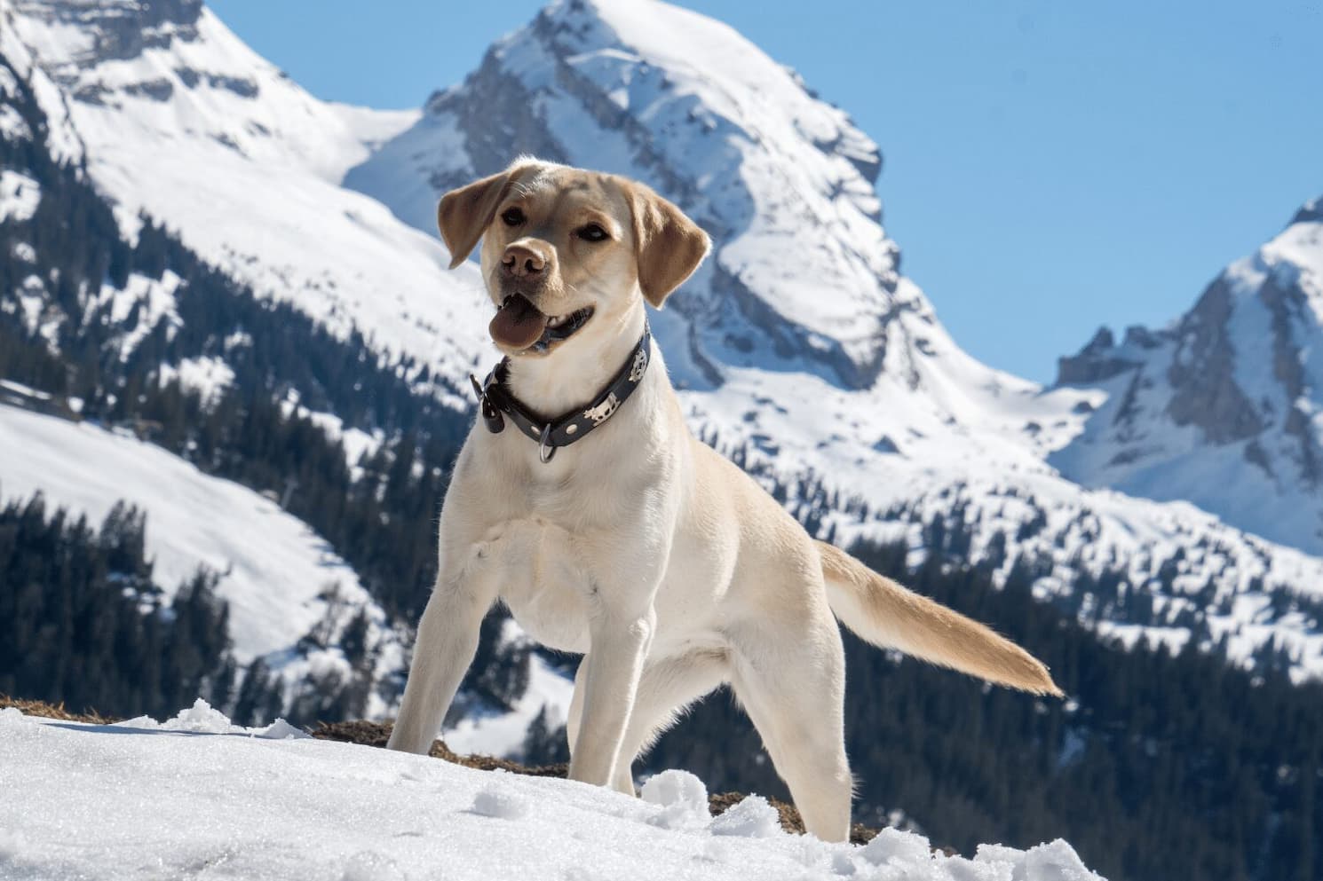 why-do-dogs-gain-weight-after-being-spayed