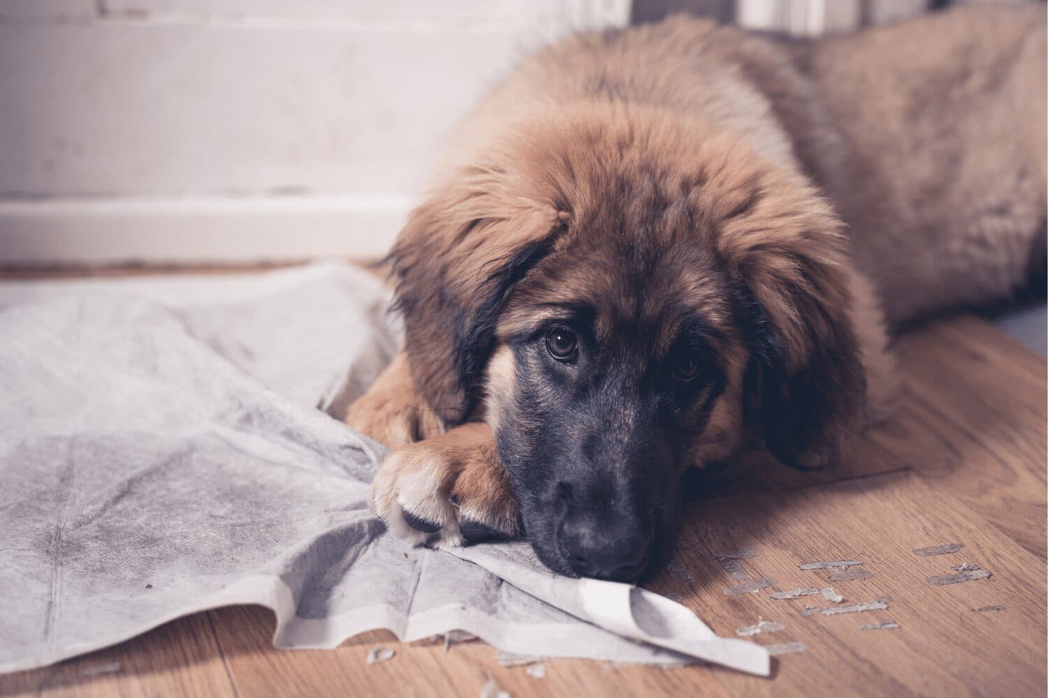 View of Your ultimate guide to puppy-proofing an apartment