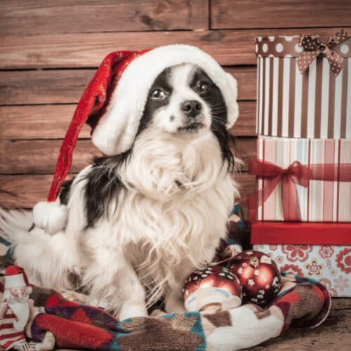 5 actionable tips how to keep dogs away from Christmas trees