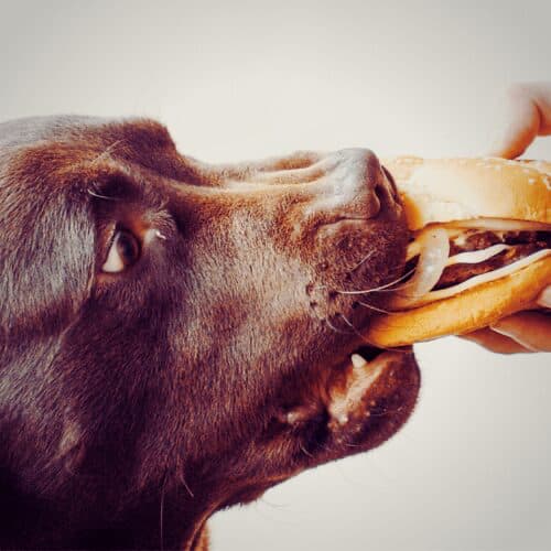 Picture of 10 Human foods that are bad for dogs (and what to give them instead ...
