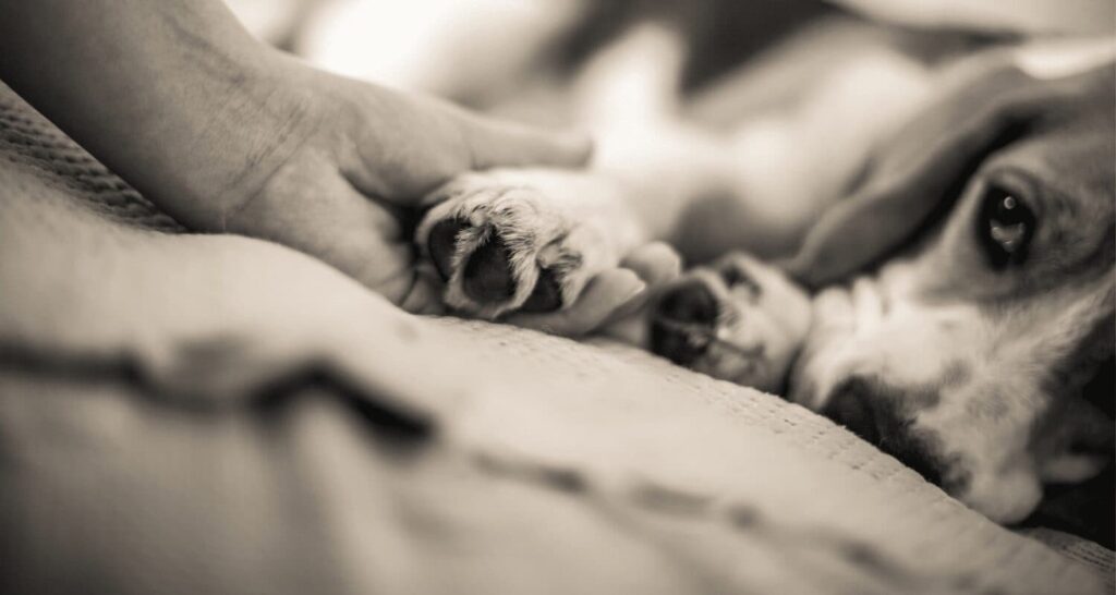 Will my puppy survive a Parvo infection? 1 hand holding the paw of a sad puppy
