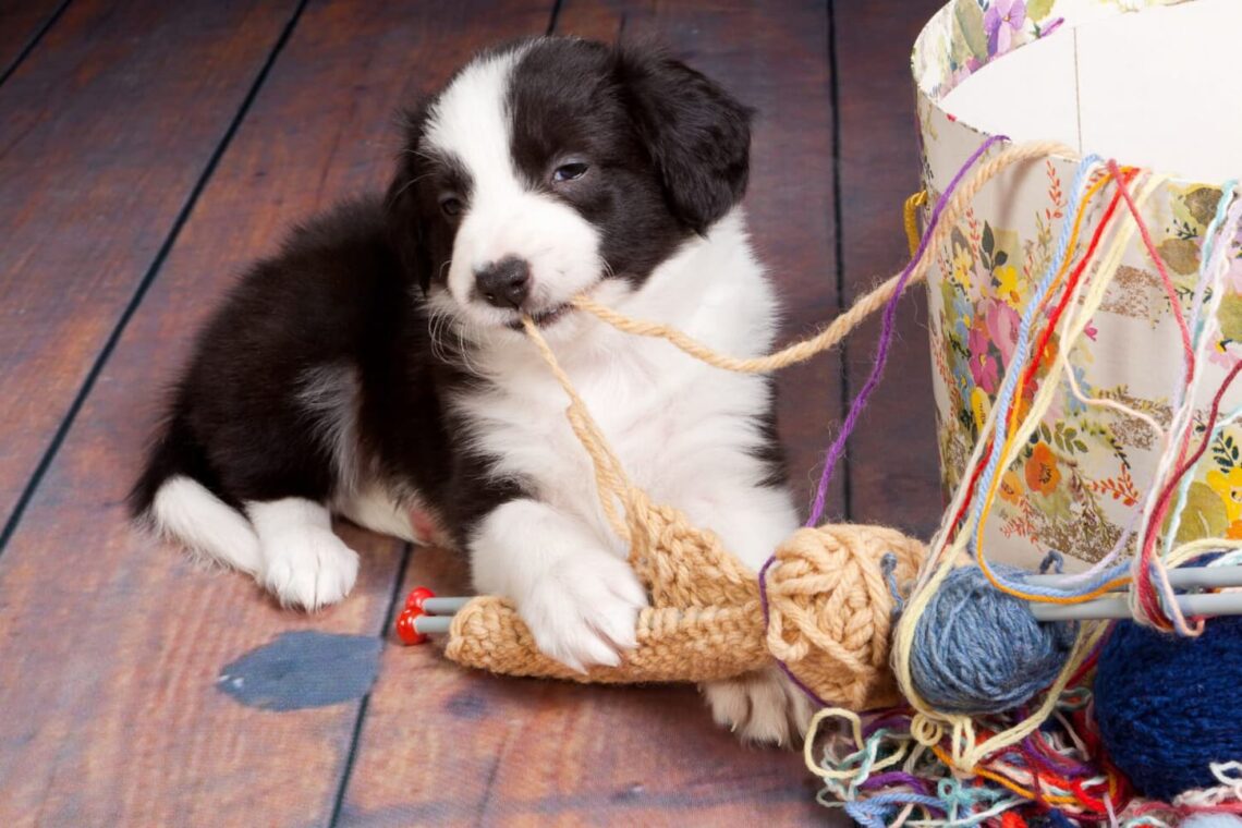 Your ultimate guide to puppy-proofing an apartment