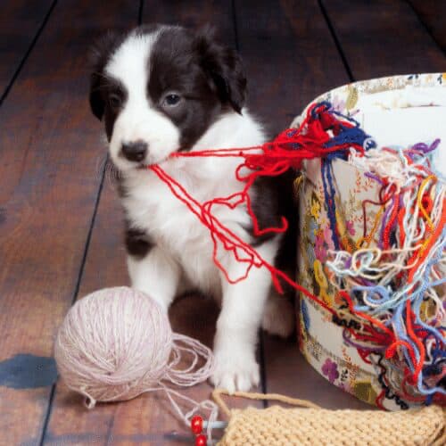 View of Your ultimate guide to puppy-proofing an apartment