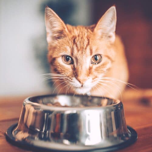 Old cat losing weight Causes and solutions vetcarenews