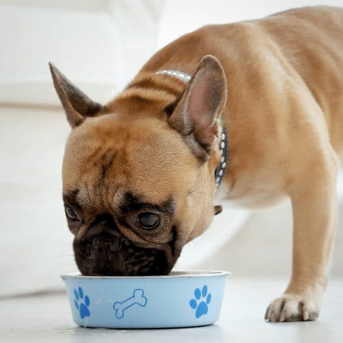 How to safely store your dog’s wet food vetcarenews