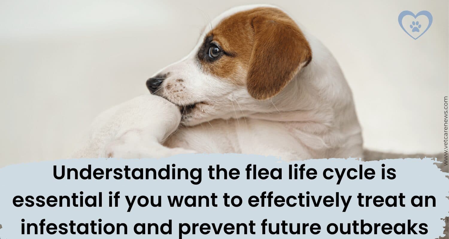 How do I know if my puppy has fleas? Here's a little trick - vetcarenews