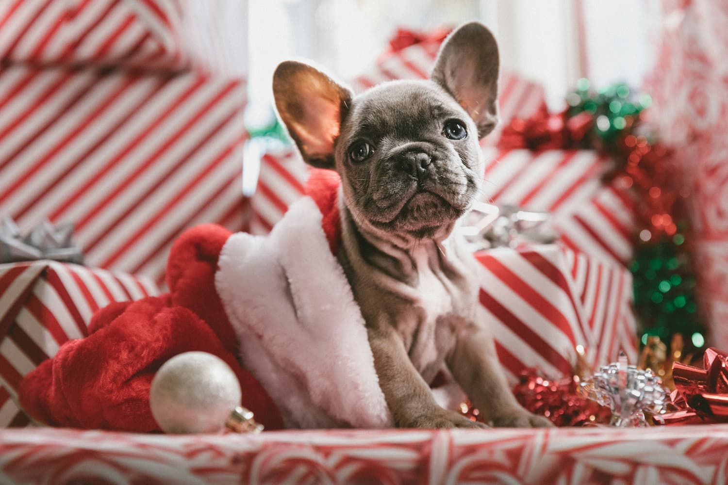 5 actionable tips how to keep dogs away from Christmas trees