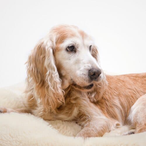 weight-loss-in-older-dogs-causes-concerns-and-caring-vetcarenews