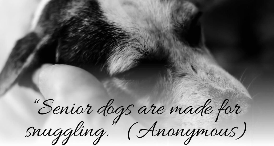 How to Care for a Senior Dog With Dementia - vetcarenews