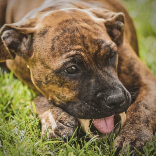 Is it safe to give my puppy a bone to chew on? vetcarenews