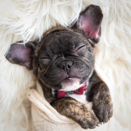 The ultimate New puppy checklist Bringing home your new puppy from the