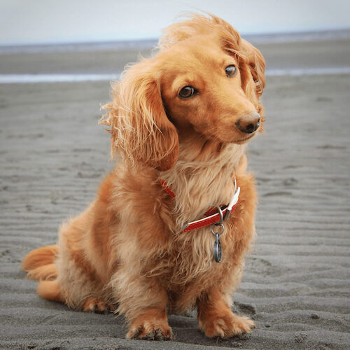 cute dog on a beach